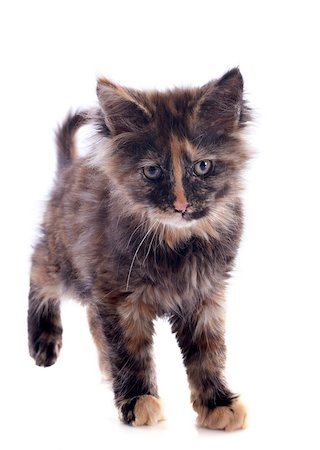 simsearch:400-07088596,k - portrait of a purebred  maine coon kitten on a white background Foto de stock - Super Valor sin royalties y Suscripción, Código: 400-06857348