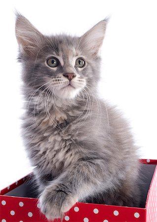 simsearch:400-07823005,k - portrait of a purebred  maine coon kitten on a white background Photographie de stock - Aubaine LD & Abonnement, Code: 400-06857349