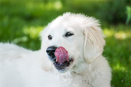 Picture of a golden retriever in meadow Stock Photo - Budget Royalty-Free & Subscription, Code: 400-06857357