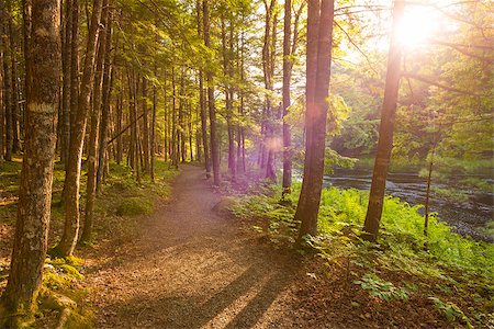 simsearch:400-05693840,k - Sunset in the woods (Kejimkujik National Park, Nova Scotia, Canada) Stock Photo - Budget Royalty-Free & Subscription, Code: 400-06857352