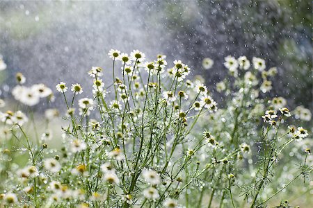 spring light rain - light rain and flowers Stock Photo - Budget Royalty-Free & Subscription, Code: 400-06857502