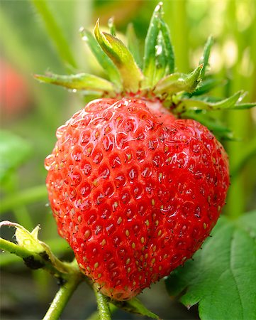 Close-up Image of Red Ripe Strawberry Growing in a Garden Photographie de stock - Aubaine LD & Abonnement, Code: 400-06857586