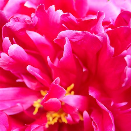Closeup of Beautiful Pink Peony Flower. Nature Background Photographie de stock - Aubaine LD & Abonnement, Code: 400-06857587
