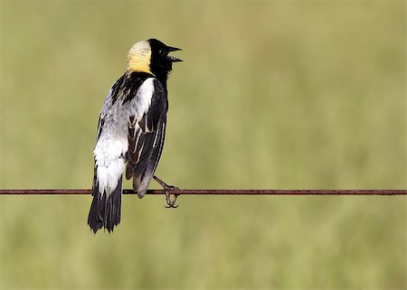 simsearch:400-06858080,k - A Bobolink on a wire fence in a grass field,Lancaster County,Pennsylvania.The Bobolink (Dolichonyx oryzivorus) is a small New World blackbird. Photographie de stock - Aubaine LD & Abonnement, Code: 400-06858079