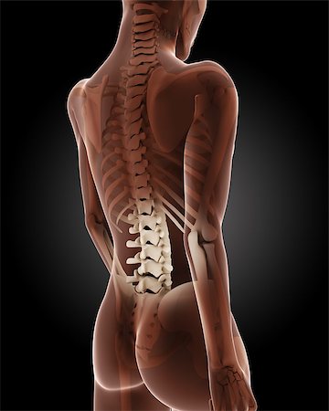simsearch:400-06768229,k - 3D render of a female medical skeleton with close up on back Fotografie stock - Microstock e Abbonamento, Codice: 400-06858530