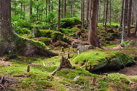 erle - The primeval forest with mossed ground-HDR Stockbilder - Microstock & Abonnement, Bildnummer: 400-06858594