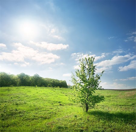 simsearch:400-06867510,k - Blooming green tree on a green meadow Stock Photo - Budget Royalty-Free & Subscription, Code: 400-06858978