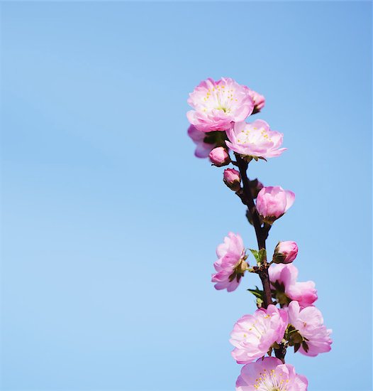Pink cherry blossom, sakura flowers Stock Photo - Royalty-Free, Artist: manifeesto, Image code: 400-06859245