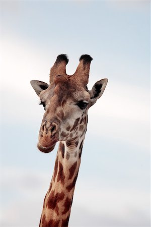 east african skyline - Masai or Kilimanjaro Giraffe Giraffidae grazing in the beautiful plains of the masai mara reserve in kenya africa Stock Photo - Budget Royalty-Free & Subscription, Code: 400-06859316