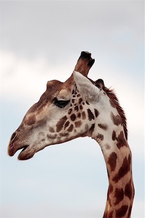 simsearch:846-03166327,k - Masai or Kilimanjaro Giraffe Giraffidae grazing in the beautiful plains of the masai mara reserve in kenya africa Foto de stock - Super Valor sin royalties y Suscripción, Código: 400-06859317