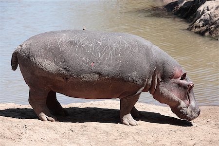 family mud - happy Hippopotamus (always smiling) in the marra river in the masai mara reserve in kenya africa Stock Photo - Budget Royalty-Free & Subscription, Code: 400-06859325