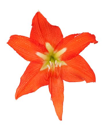 ross - orange lily in the Rozsa drops isolated on white background Stock Photo - Budget Royalty-Free & Subscription, Code: 400-06859420