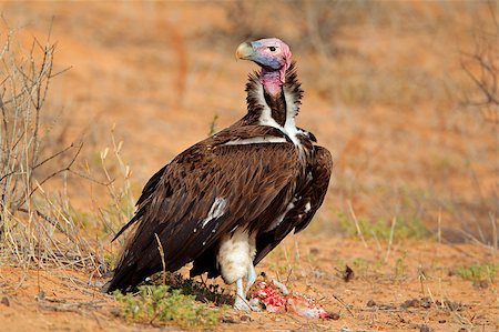 simsearch:400-08669565,k - Lappet-faced vulture (Torgos tracheliotus), South Africa Stock Photo - Budget Royalty-Free & Subscription, Code: 400-06859518