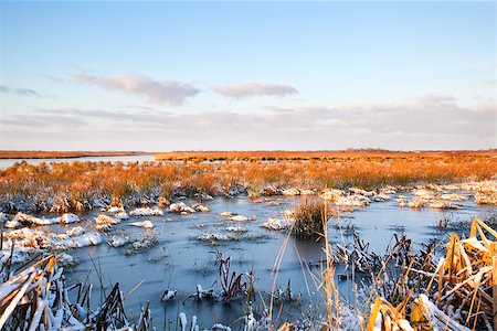 drenthe - frozen swamp during winter in Drenthe Foto de stock - Royalty-Free Super Valor e Assinatura, Número: 400-06859547