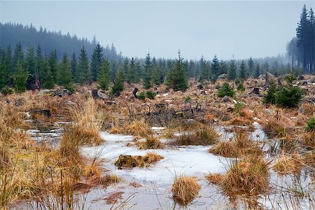 simsearch:400-06859549,k - frozen winter swamp in Harz mountains Photographie de stock - Aubaine LD & Abonnement, Code: 400-06859554