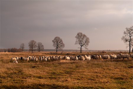 simsearch:400-06875459,k - big herd of sheep on savanna pasture, Dwingelderveld Stock Photo - Budget Royalty-Free & Subscription, Code: 400-06859568