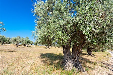 Olive Grove on the Slopes of the Mountains of Samaria, Israel Stock Photo - Budget Royalty-Free & Subscription, Code: 400-06859750
