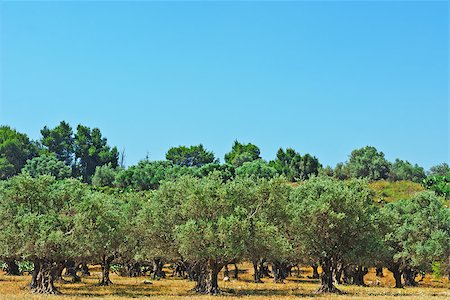 simsearch:400-06415579,k - Olive Grove on the Slopes of the Hills, Israel Stock Photo - Budget Royalty-Free & Subscription, Code: 400-06859779