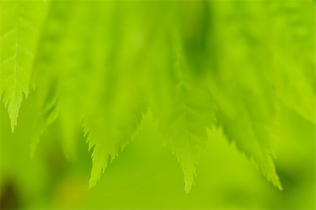 Spring green background. Young leaves of Acer shirasawanum Aureum (Shirasawa's Maple). Macro shot. Stockbilder - Microstock & Abonnement, Bildnummer: 400-06859785