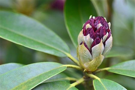 Close up of one rhododendron bud in a garden. Spring. Stockbilder - Microstock & Abonnement, Bildnummer: 400-06859783