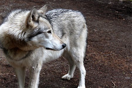 simsearch:400-07115296,k - Beautiful gray timber wolf is an endangered hunter in North America's natural habitat. Photographie de stock - Aubaine LD & Abonnement, Code: 400-06850278