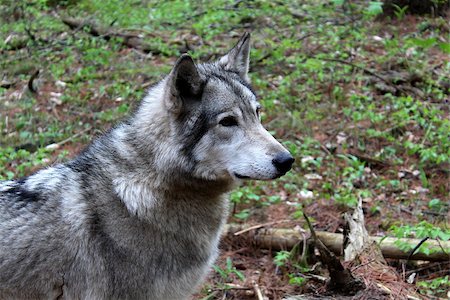simsearch:400-07115296,k - Gorgeous timber wolf standing in natural habitat,staring intently into distance, where something has been spotted approaching his territory. Photographie de stock - Aubaine LD & Abonnement, Code: 400-06850282