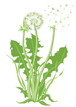 Dandelion, Blowball Stock Photo - Budget Royalty-Free & Subscription, Code: 400-06850641