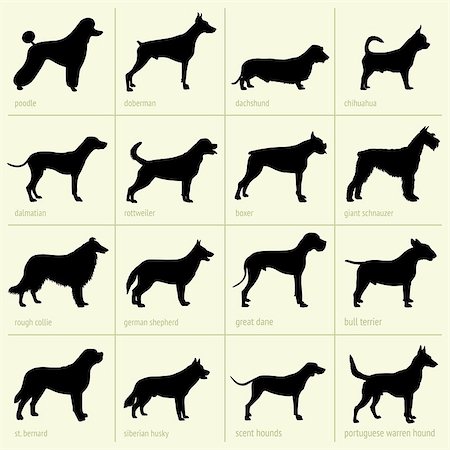 simsearch:400-04792278,k - Set of different breeds of dogs Fotografie stock - Microstock e Abbonamento, Codice: 400-06851042