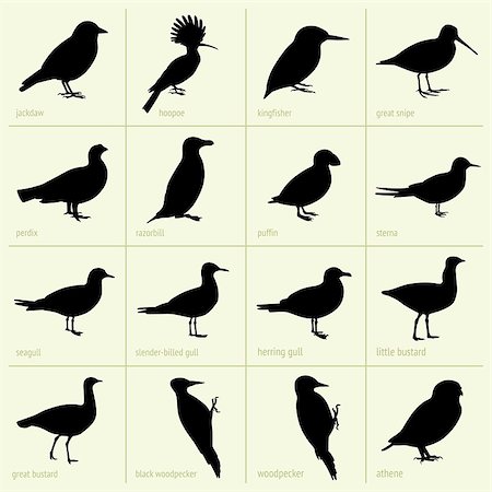sterna - Set of bird icons (part 2) Stock Photo - Budget Royalty-Free & Subscription, Code: 400-06851361