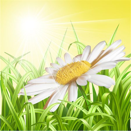 simsearch:400-07758113,k - Green grass with daisy - summer background. Vector illustration Foto de stock - Super Valor sin royalties y Suscripción, Código: 400-06851445