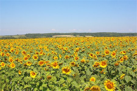 provence sunflower - Sunflowers field under the hills. Summer landscape. Photographie de stock - Aubaine LD & Abonnement, Code: 400-06852266