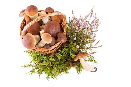 Boletus mushrooms in a wicker basket on green moss isolated on white, top view Stockbilder - Microstock & Abonnement, Bildnummer: 400-06852307