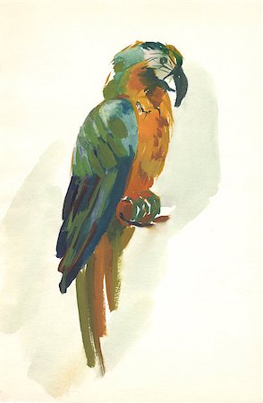 watercolor parrot sketch Photographie de stock - Aubaine LD & Abonnement, Code: 400-06852314