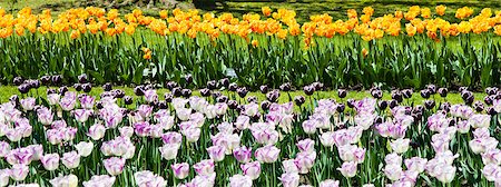 simsearch:400-08400581,k - Villa Taranto - Italy. Famous Italian garden with a dedicated area for tulips cultivation. Photographie de stock - Aubaine LD & Abonnement, Code: 400-06852859