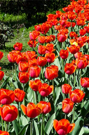 simsearch:400-05891971,k - group of a red tulips with a green background Stock Photo - Budget Royalty-Free & Subscription, Code: 400-06853066