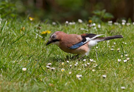 simsearch:400-05246721,k - Jay on the grass. Stockbilder - Microstock & Abonnement, Bildnummer: 400-06853157