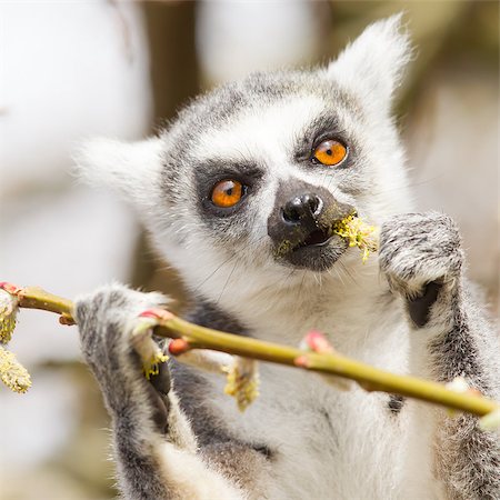 simsearch:400-06772893,k - Ring-tailed lemur (Lemur catta) eating from a tree Stock Photo - Budget Royalty-Free & Subscription, Code: 400-06853150