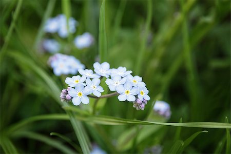 simsearch:400-06555366,k - forget-me-nots on meadow close up, selective focus Fotografie stock - Microstock e Abbonamento, Codice: 400-06853466