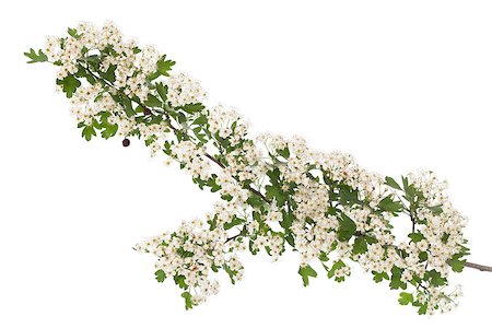 hawthorn branch with flowers on white background Stock Photo - Budget Royalty-Free & Subscription, Code: 400-06853709