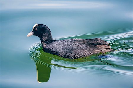 foulque - An image of a coot at starnberg lake Photographie de stock - Aubaine LD & Abonnement, Code: 400-06853779