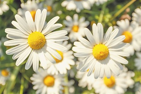 simsearch:400-04830667,k - detail of daisy flower field with shallow focus Photographie de stock - Aubaine LD & Abonnement, Code: 400-06866605