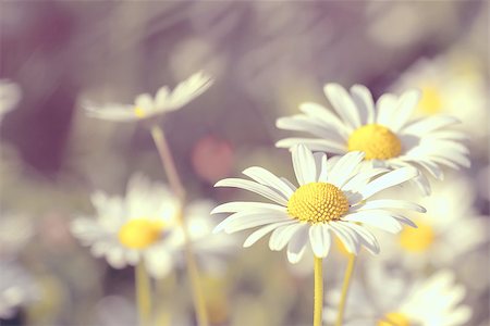 simsearch:400-04830667,k - daisy flowering pastel colors with shallow focus Photographie de stock - Aubaine LD & Abonnement, Code: 400-06866610