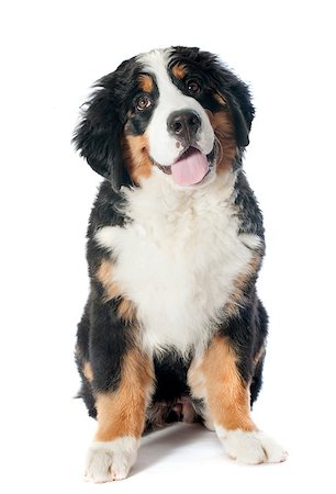 simsearch:400-07137760,k - portrait of a purebred bernese mountain dog in front of white background Stockbilder - Microstock & Abonnement, Bildnummer: 400-06866716