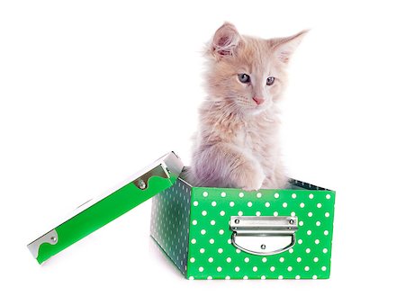 portrait of a purebred  maine coon kitten in a box on a white background Stock Photo - Budget Royalty-Free & Subscription, Code: 400-06866717