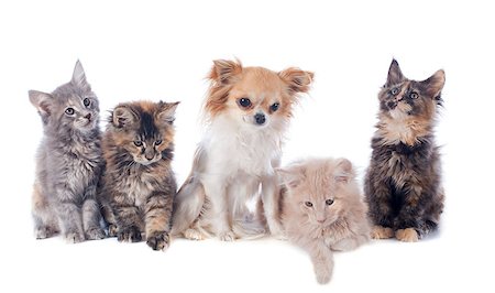 simsearch:400-07124274,k - portrait of a purebred  maine coon kitten and chihuahua on a white background Foto de stock - Super Valor sin royalties y Suscripción, Código: 400-06866719