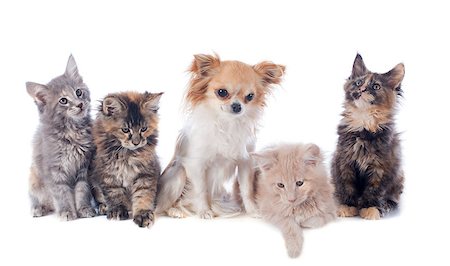 simsearch:400-08258693,k - portrait of a purebred  maine coon kitten and chihuahua on a white background Stock Photo - Budget Royalty-Free & Subscription, Code: 400-06866719