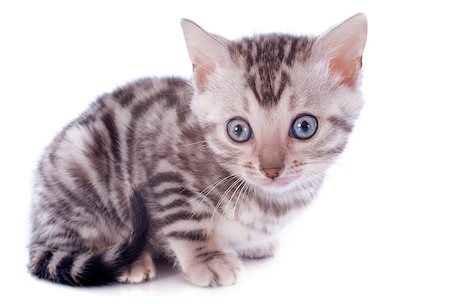 simsearch:400-07292578,k - portrait of a purebred  bengal kitten  on a white background Foto de stock - Super Valor sin royalties y Suscripción, Código: 400-06866721