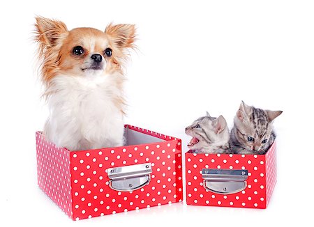 simsearch:400-07720090,k - portrait of a purebred  bengal kitten and chihuahua on a white background Foto de stock - Super Valor sin royalties y Suscripción, Código: 400-06866735