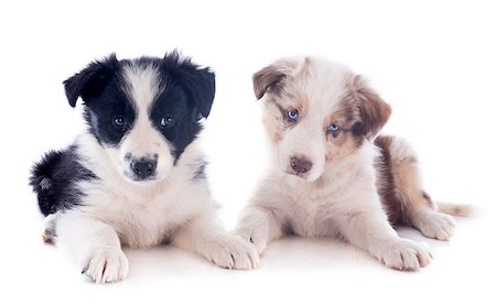 simsearch:400-06866738,k - portrait of puppies border collies in front of white background Stock Photo - Budget Royalty-Free & Subscription, Code: 400-06866736