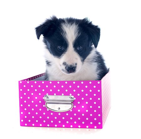 portrait of puppy border collie in a box  in front of white background Stock Photo - Budget Royalty-Free & Subscription, Code: 400-06866737